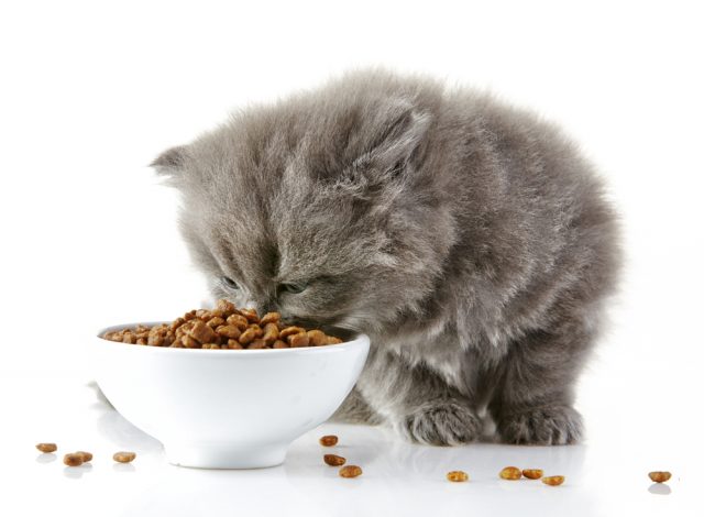 子猫におすすめの餌 市販の人気キャットフードランキングtop5 子猫におすすめの餌 市販の人気キャットフードランキングtop5