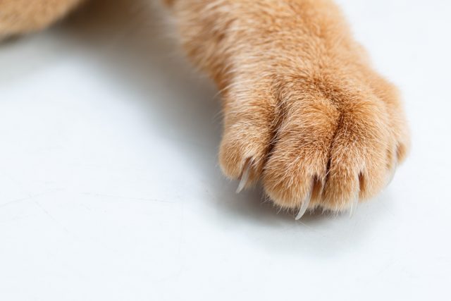 猫が前足でふみふみ もみもみ する理由 この行動の本当の意味は