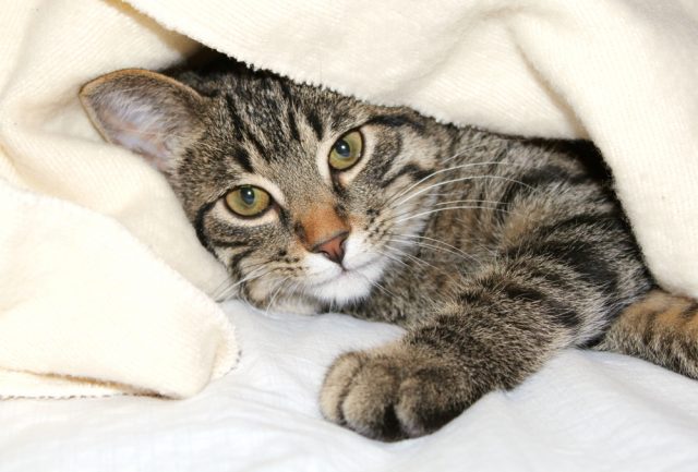 猫が前足でふみふみ もみもみ する理由 この行動の本当の意味は