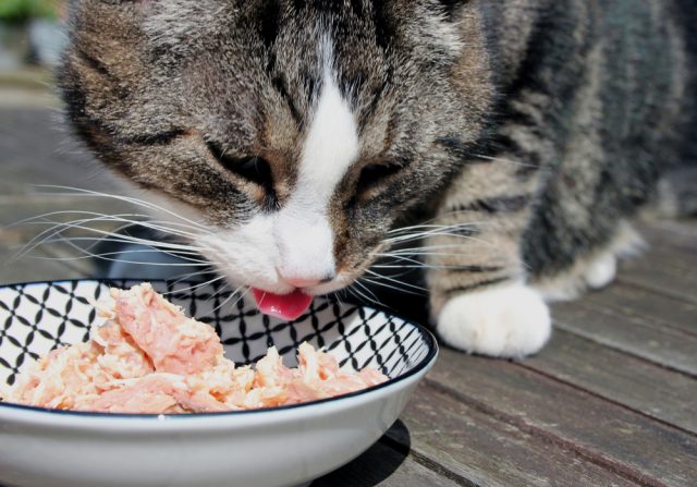 14周年記念イベントが 新品 １８缶 猫缶詰 キャットフード 猫餌 鰹 鮪 猫ちゃん ご飯 食事