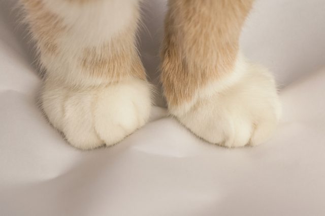 猫が前足でふみふみ もみもみ する理由 この行動の本当の意味は