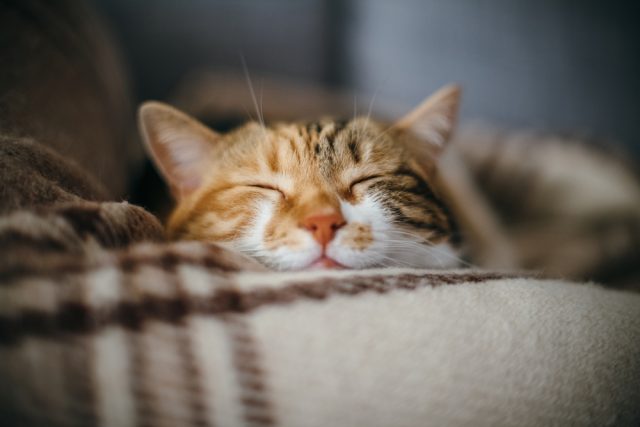 餌で免疫力アップ 猫の免疫力を高めるおすすめキャットフード5選 餌で免疫力アップ 猫の免疫力を高めるおすすめキャットフード5選