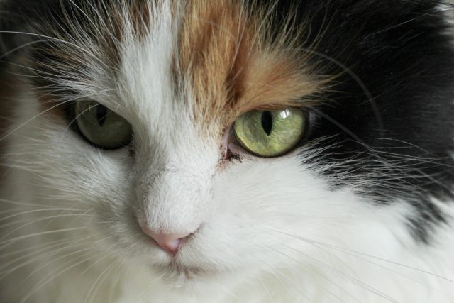 病気 猫の目やにが黒いっ 涙が多い 色や症状から見る原因は