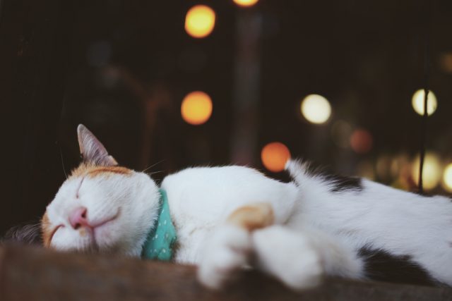 病気 それとも熟睡 猫のいびきのような呼吸の原因や意味とは