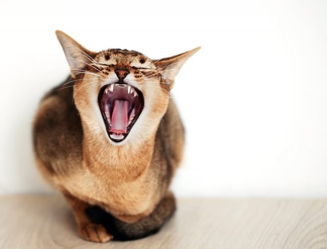 病気の可能性も 猫が ウーっ と唸る4つの心理と適切な対処法は