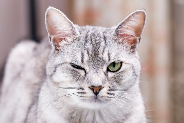 病気 猫の目やにが黒いっ 涙が多い 色や症状から見る原因は