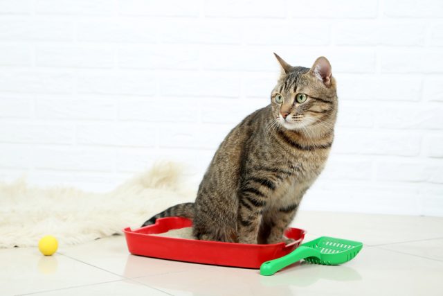 尿路結石の猫におすすめの餌！pHコントロール用キャットフード5選