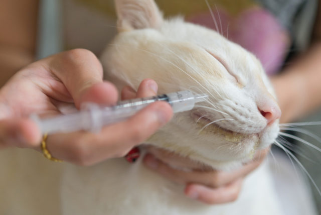 デビフペットの缶詰キャットフードを買った口コミ！評判や安全性も評価