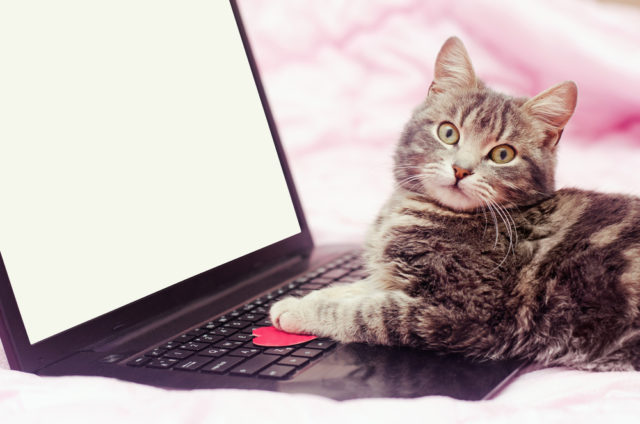 ドクターズケア猫用ストルバイトケアを購入した口コミ評判と安全性! ドクターズケア猫用ストルバイトケアを購入した口コミ評判と安全性!