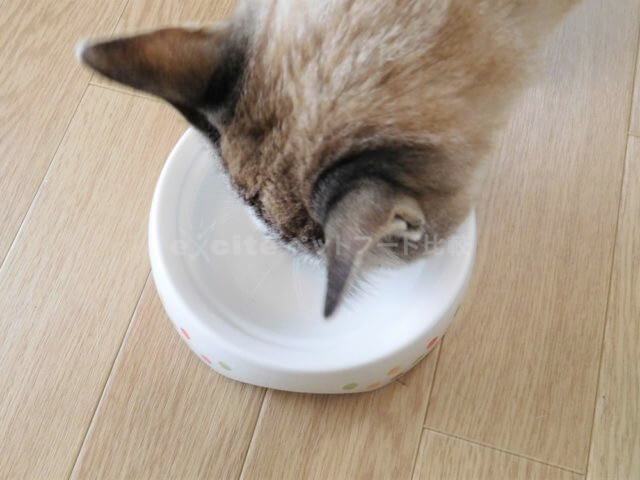 毎日爽快を愛猫に試した私の口コミ評判!安全性&評価も詳しく解説!