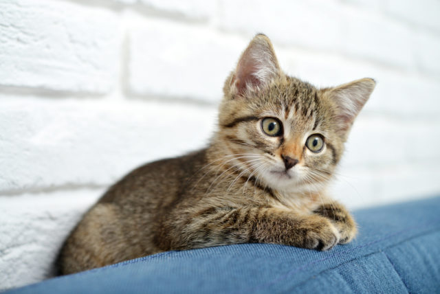 毎日爽快を愛猫に試した私の口コミ評判！安全性＆評価も詳しく解説！