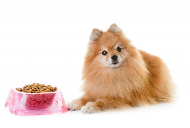 ポメラニアン老犬