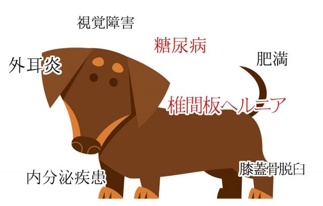 ダックスがかかりやすい病気
