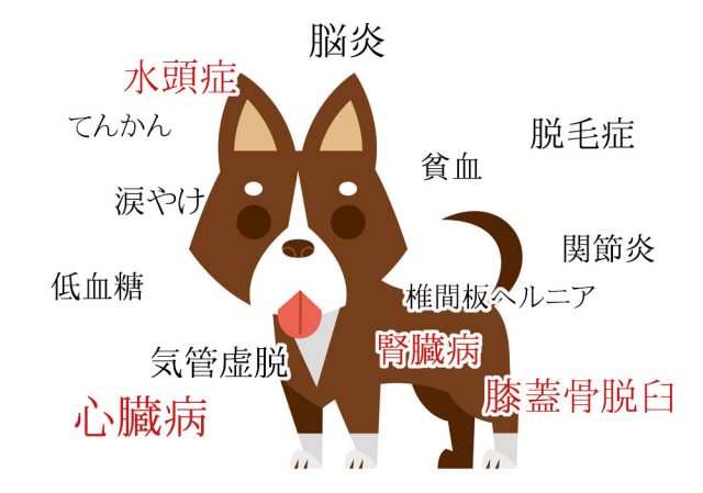 チワワ なりやすい病気