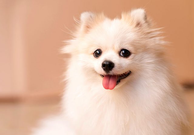 ポメラニアン成犬