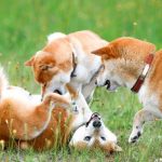 柴犬 ドッグフード