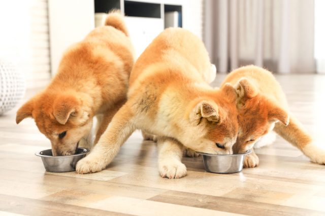 柴犬 ドッグフード