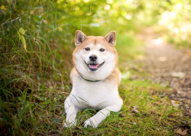 柴犬 ドッグフード
