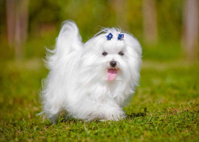 マルチーズ 成犬