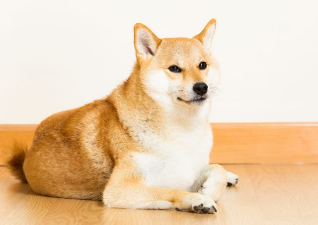 柴犬 ドッグフード