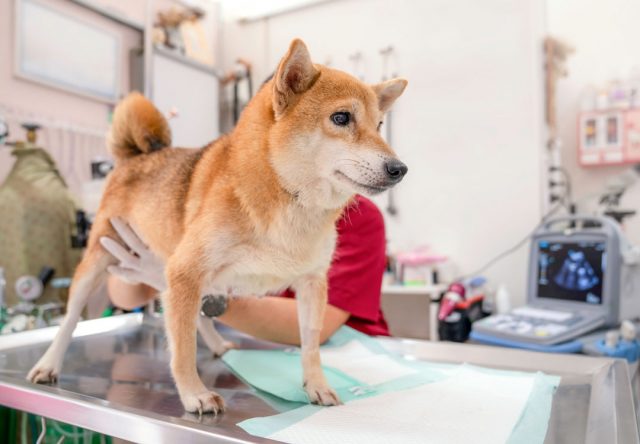 柴犬 ドッグフード