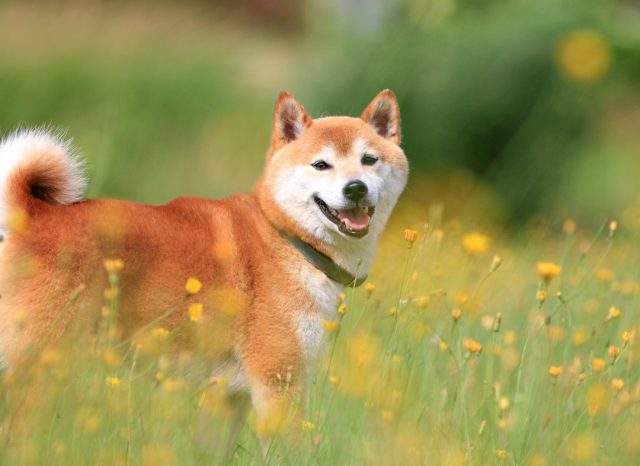 柴犬 ドッグフード