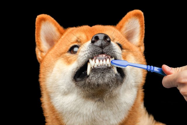 柴犬 ドッグフード