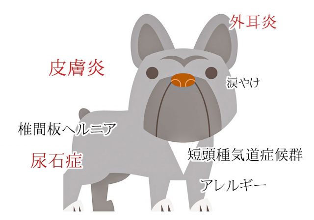 フレンチブルドッグ かかりやすい病気