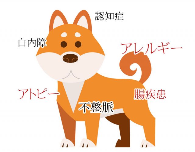 柴犬 ドッグフード
