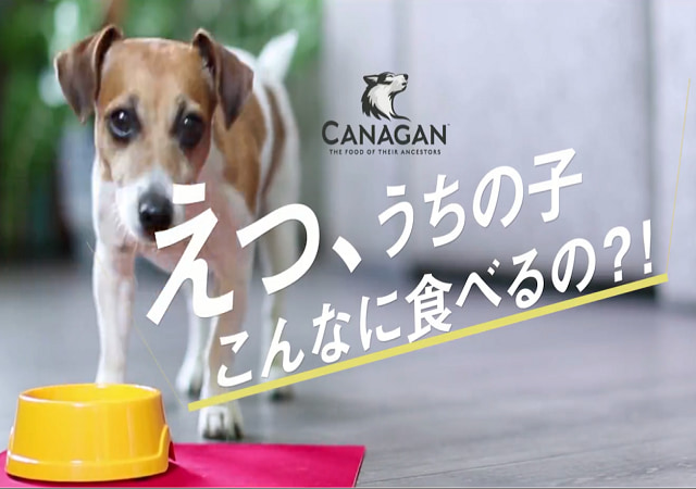 疾患 大佐 リビジョン カナガン 子犬 として やむを得ない 引き潮