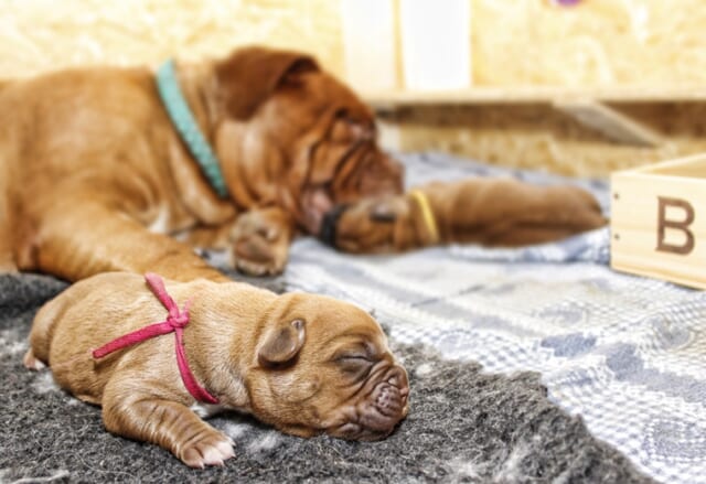 犬の年齢も考える