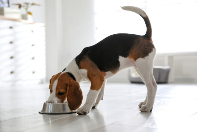犬用】ウェットドッグフードおすすめ10選！本当に良い総合栄養食は？