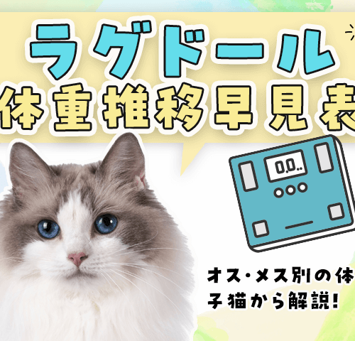 【ラグドール体重推移早見表】オス・メス別の体重を子猫から解説！