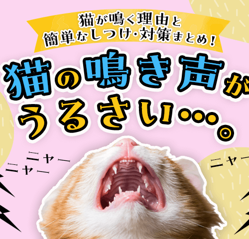 猫の鳴き声がうるさい…。猫が鳴く理由と簡単なしつけ・対策まとめ！
