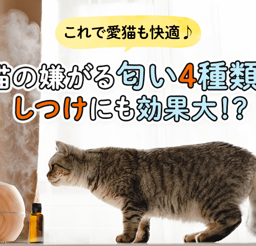 【これで愛猫も快適♪】猫の嫌がる匂い4種類！しつけにも効果大！？