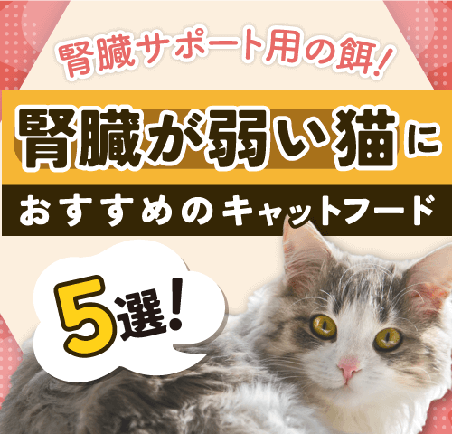 腎臓サポート用の餌！腎臓が弱い猫におすすめのキャットフード5選！