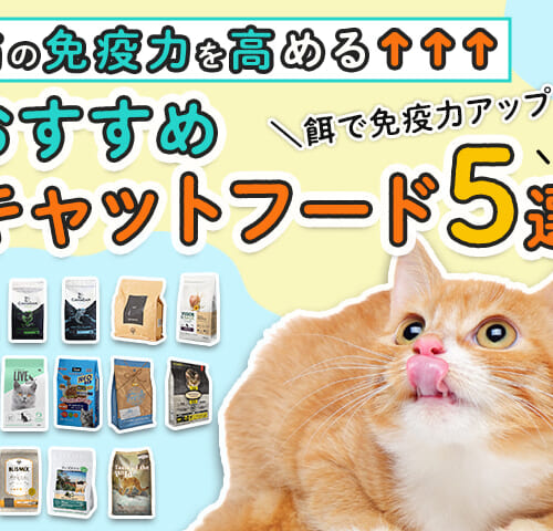 餌で免疫力アップ 猫の免疫力を高めるおすすめキャットフード5選