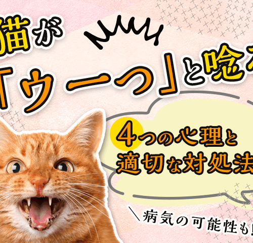 【病気の可能性も！】猫が「ウーっ」と唸る4つの心理と適切な対処法は！